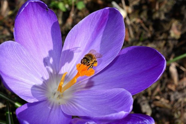We're all abuzz about The Great British Bee Count